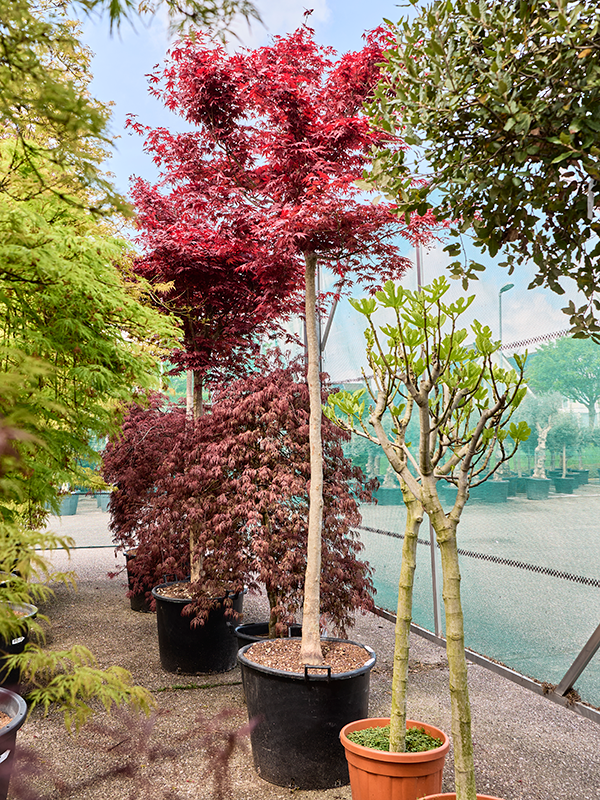 Клен дланевидный "Fire Glow" 70/410 (Nieuwkoop Europe) 40679 - фото 101717