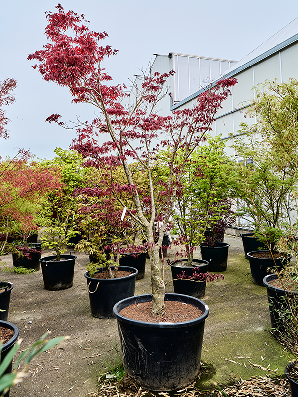 Клен дланевидный "Fire Glow" 83/310 (Nieuwkoop Europe) 40680 - фото 101718