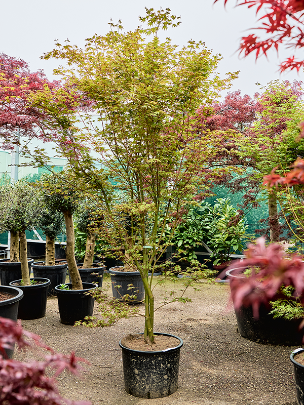 Клен дланевидный "Green" 43/200 (Nieuwkoop Europe) 40681 - фото 101719