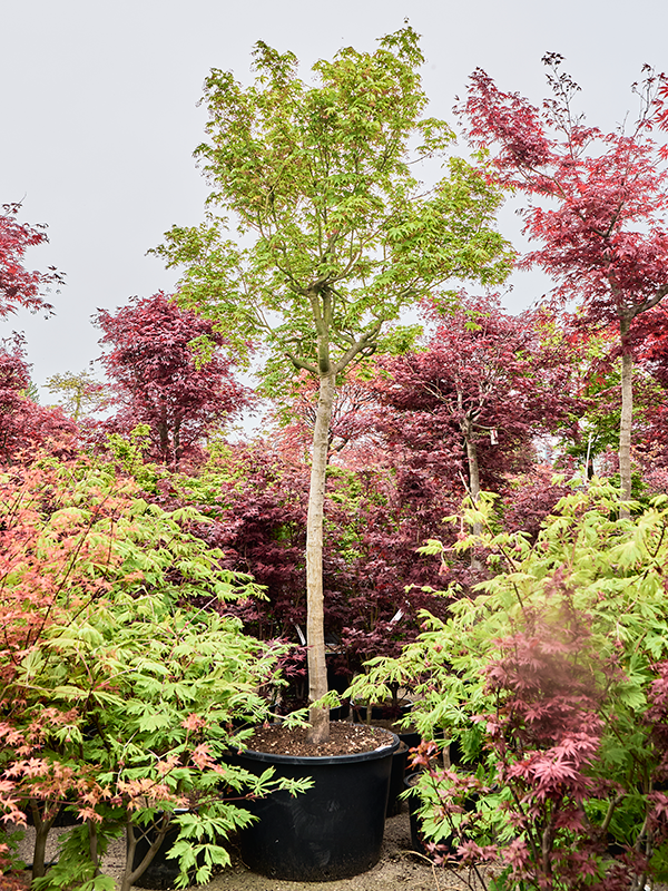 Клен дланевидный "Green" 80/375 (Nieuwkoop Europe) 40682 - фото 101720