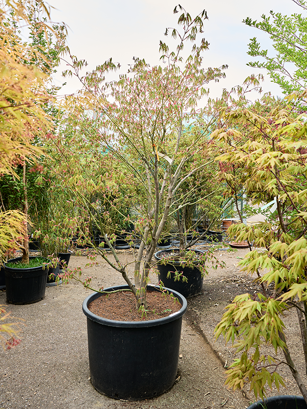 Клен дланевидный "Kogane Nishiki" 80/270 (Nieuwkoop Europe) 40683 - фото 101721