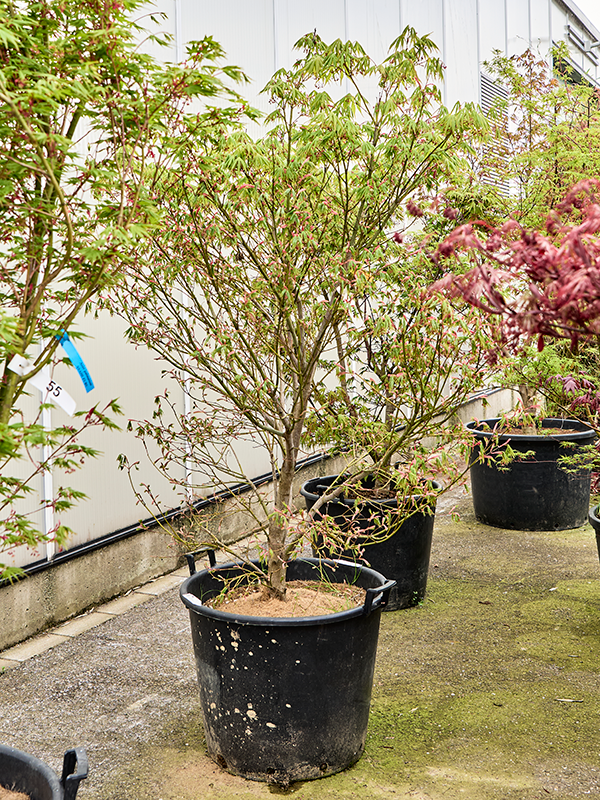 Клен дланевидный "Kogane Nishiki" 65/210 (Nieuwkoop Europe) 40684 - фото 101722