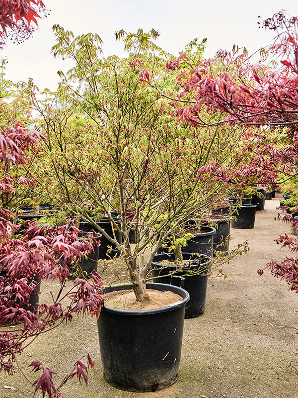 Клен дланевидный "Kogane Nishiki" 64/210 (Nieuwkoop Europe) 40685 - фото 101723