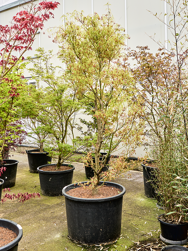 Клен дланевидный "Koto-No-Ito" 80/270 (Nieuwkoop Europe) 40686 - фото 101724