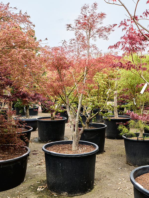 Клен дланевидный "Koto-No-Ito" разветвленный 80/270 (Nieuwkoop Europe) 40687 - фото 101725