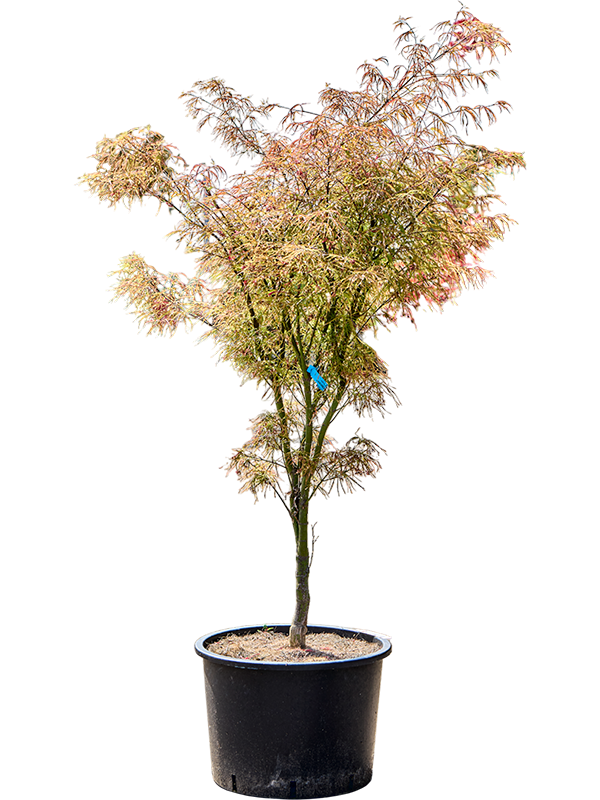 Клен дланевидный "Linearilobum" 43/175 (Nieuwkoop Europe) 40688 - фото 101726