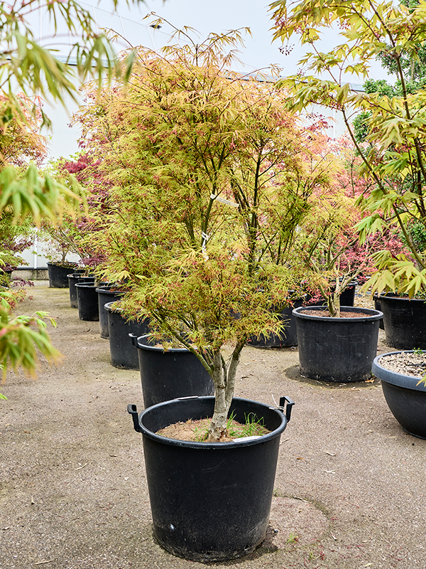 Клен дланевидный "Linearilobum" 64/230 (Nieuwkoop Europe) 40689 - фото 101727