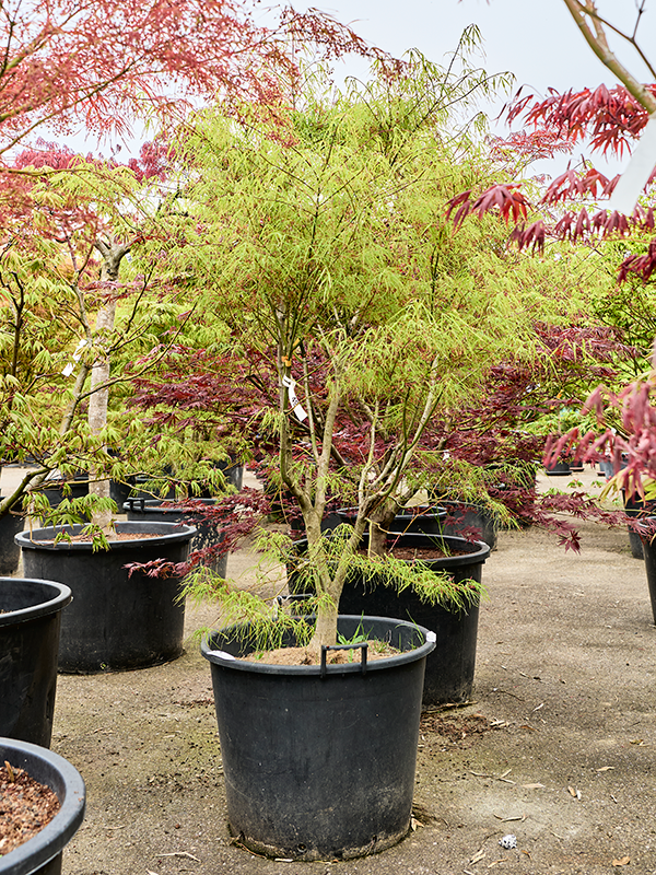 Клен дланевидный "Linearilobum" 63/210 (Nieuwkoop Europe) 40690 - фото 101728