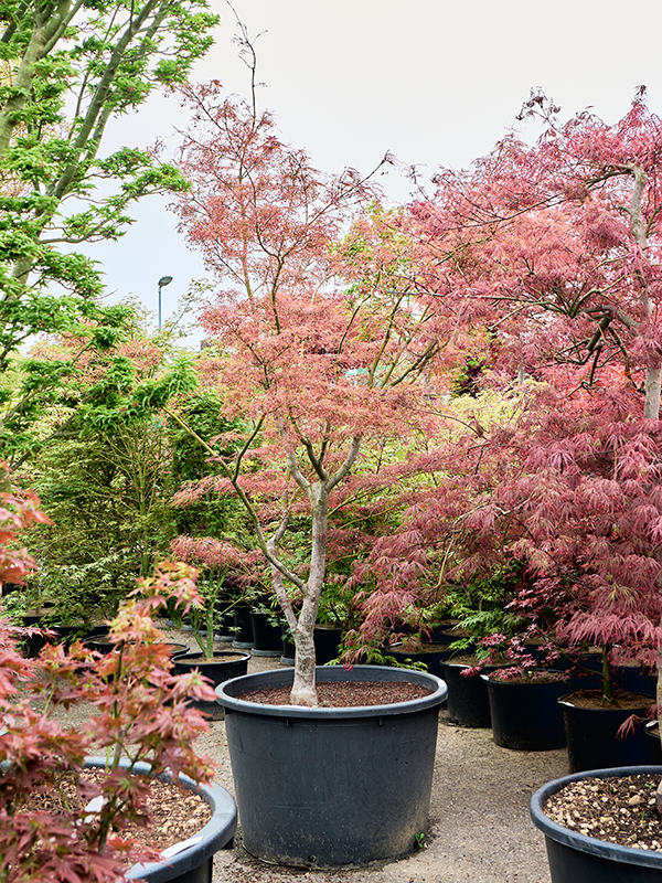 Клен дланевидный "Linearilobum" 87/260 (Nieuwkoop Europe) 40691 - фото 101729