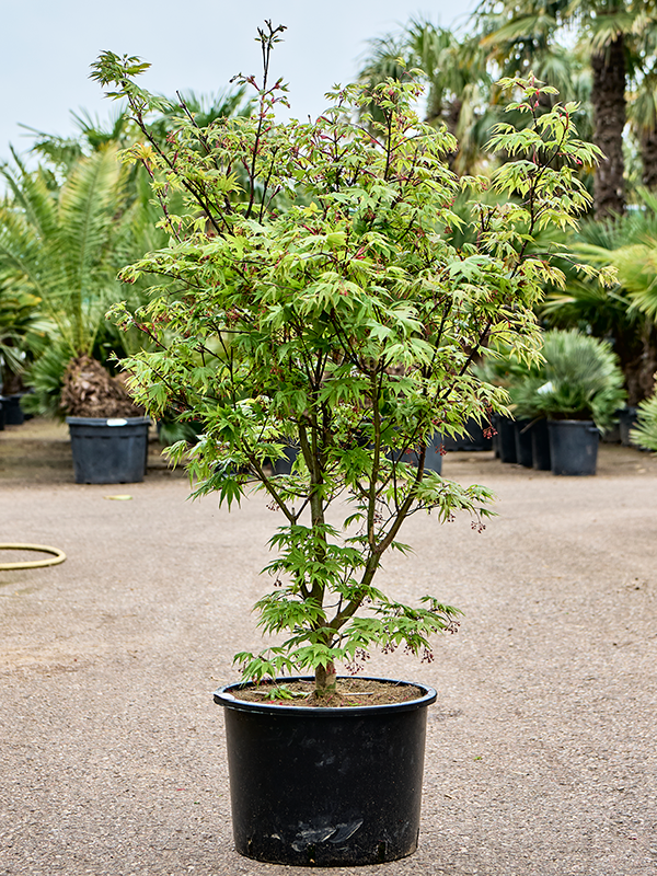 Клен дланевидный "Osakazuki" 43/160 (Nieuwkoop Europe) 40694 - фото 101732