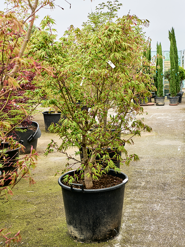 Клен дланевидный "Osakazuki" 65/200 (Nieuwkoop Europe) 40695 - фото 101733