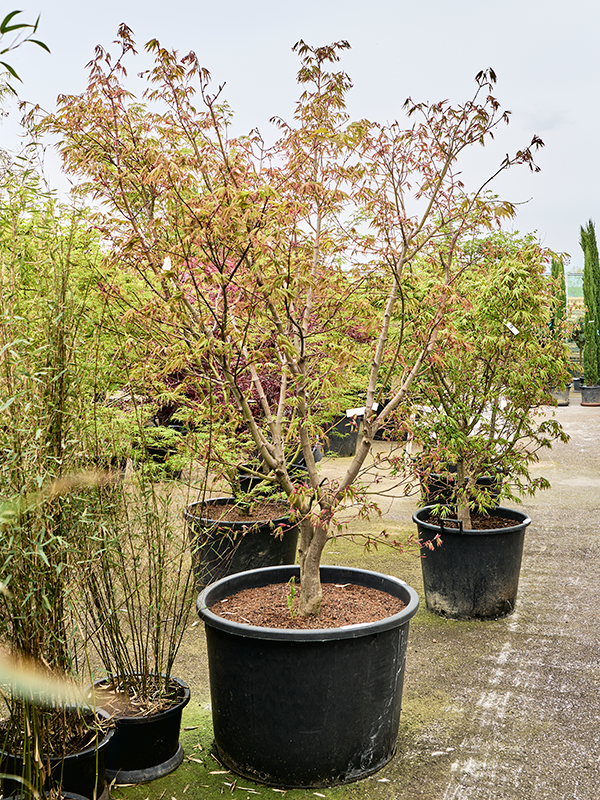 Клен дланевидный "Osakazuki" 80/270 (Nieuwkoop Europe) 40696 - фото 101734