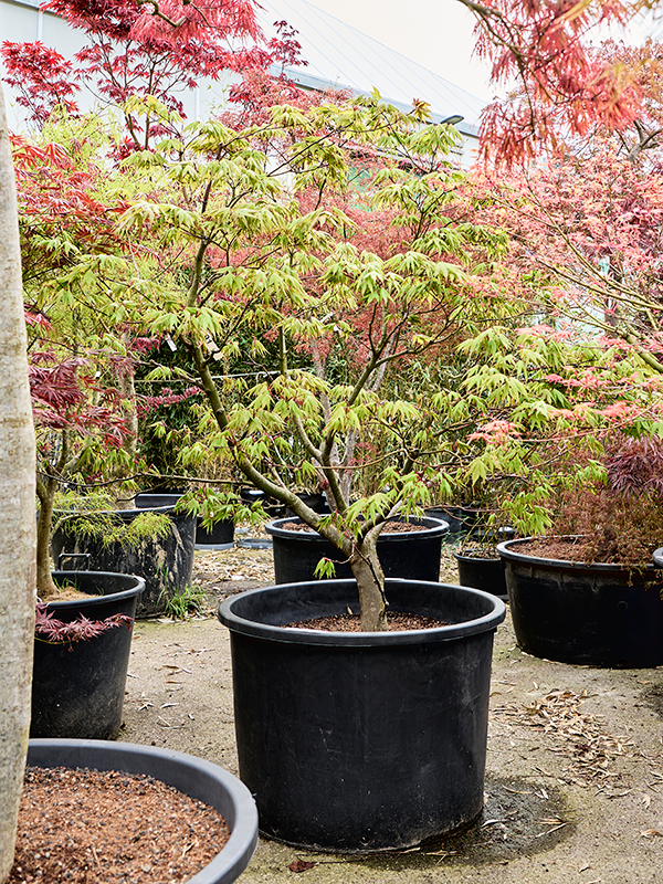 Клен дланевидный "Osakazuki" 80/230 (Nieuwkoop Europe) 40697 - фото 101735