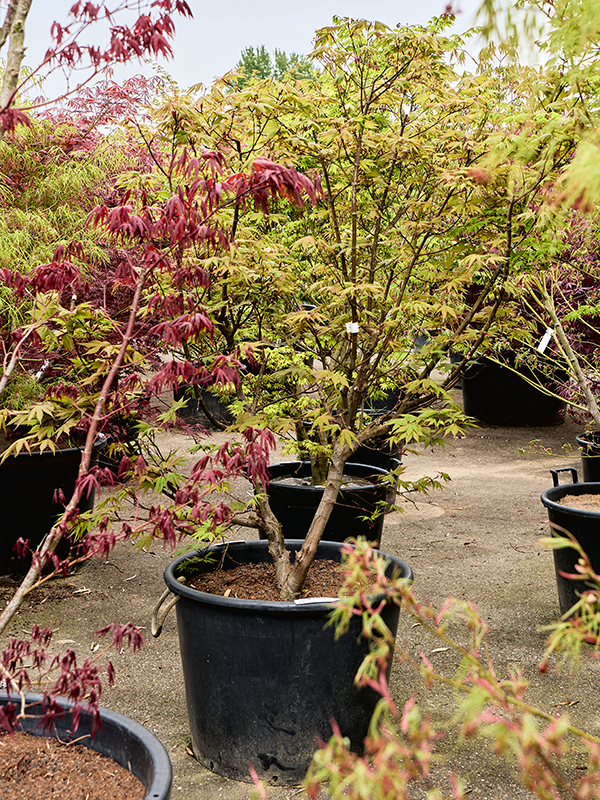 Клен дланевидный "Osakazuki" 70/210 (Nieuwkoop Europe) 40698 - фото 101736