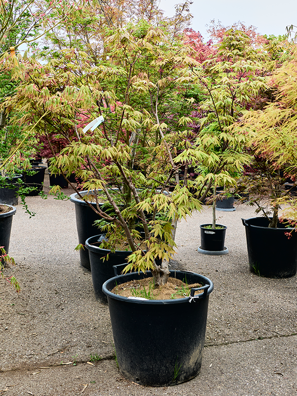 Клен дланевидный "Osakazuki" 65/220 (Nieuwkoop Europe) 40699 - фото 101737