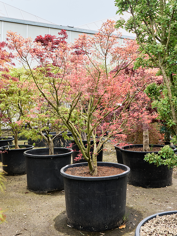 Клен дланевидный "Polymorphum" 80/230 (Nieuwkoop Europe) 40700 - фото 101738