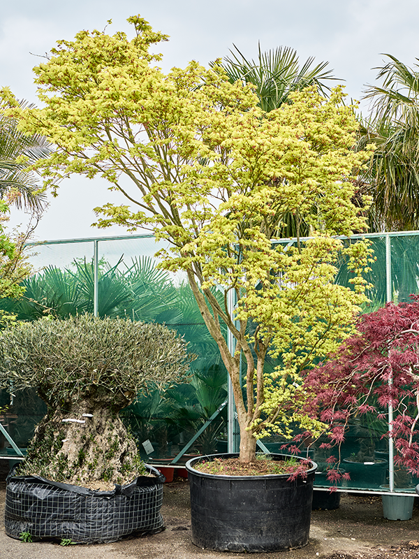 Клен дланевидный "Reticulatum" 120/450 (Nieuwkoop Europe) 40701 - фото 101739