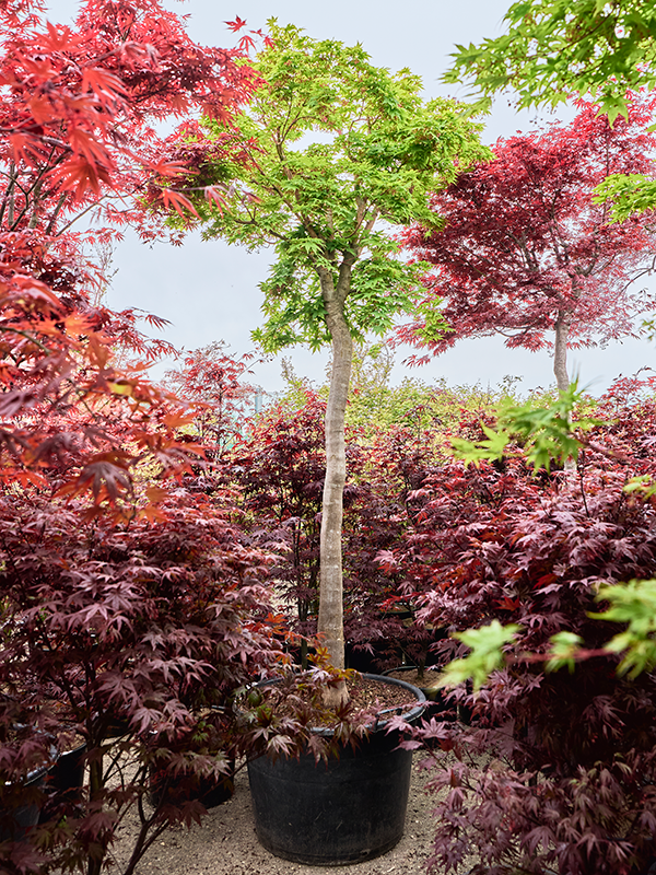 Клен дланевидный "Sangokaku" 70/355 (Nieuwkoop Europe) 40702 - фото 101740