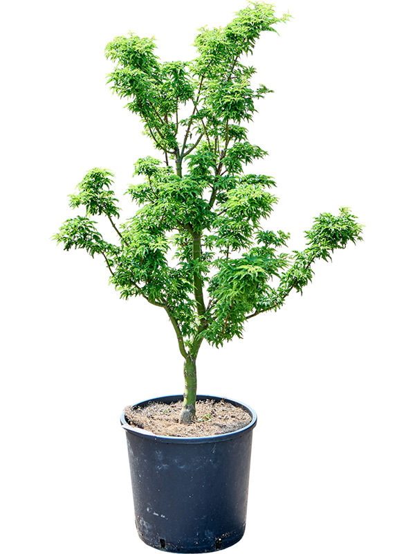 Клен дланевидный "Shishigashira" 32/110 (Nieuwkoop Europe) 40703 - фото 101741