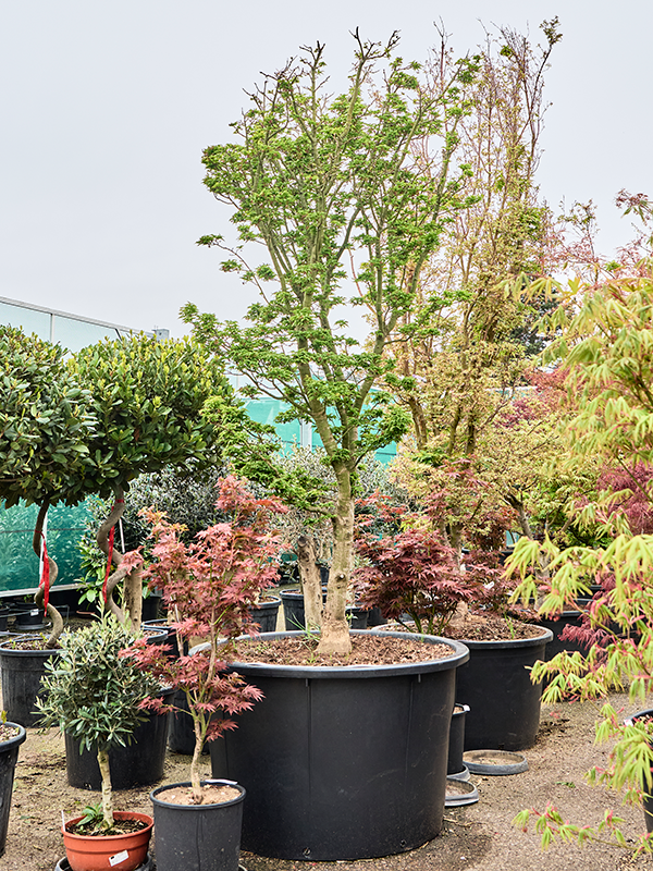 Клен дланевидный "Shishigashira" 112/300 (Nieuwkoop Europe) 40704 - фото 101742