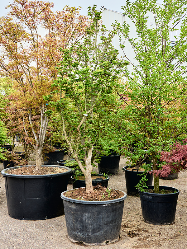 Клен дланевидный "Shishigashira" 85/300 (Nieuwkoop Europe) 40705 - фото 101743