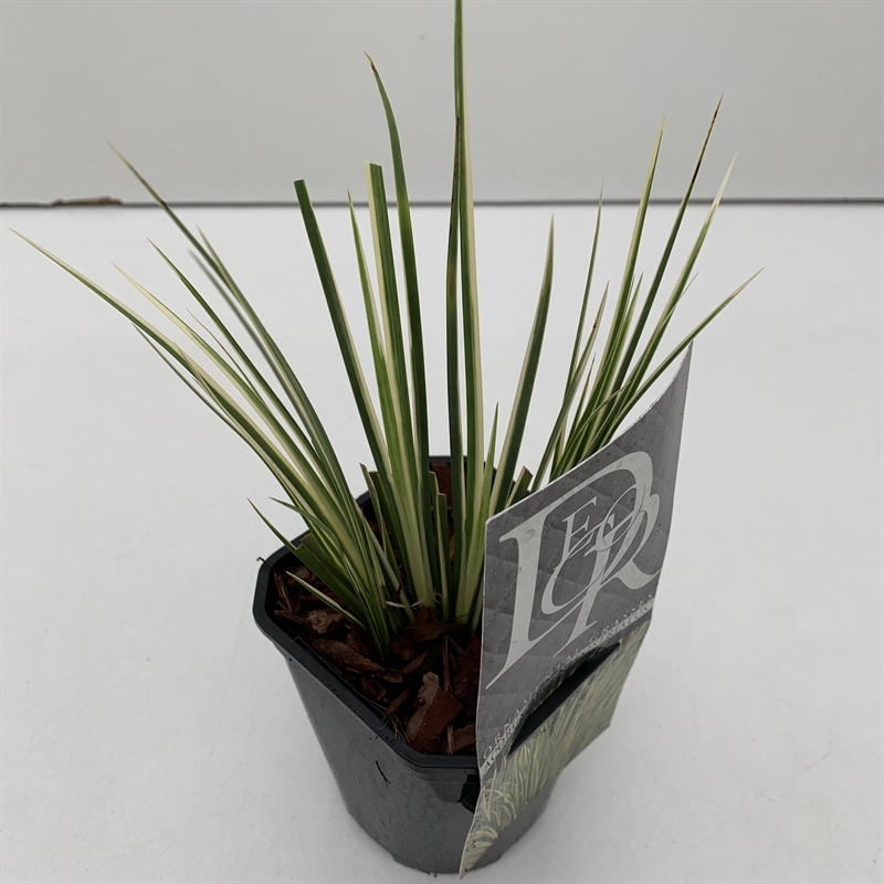 Аир злаковый (акорус злаковидный) "Argenteostriatus" 13/25 (Nieuwkoop Europe) 40707 - фото 101745