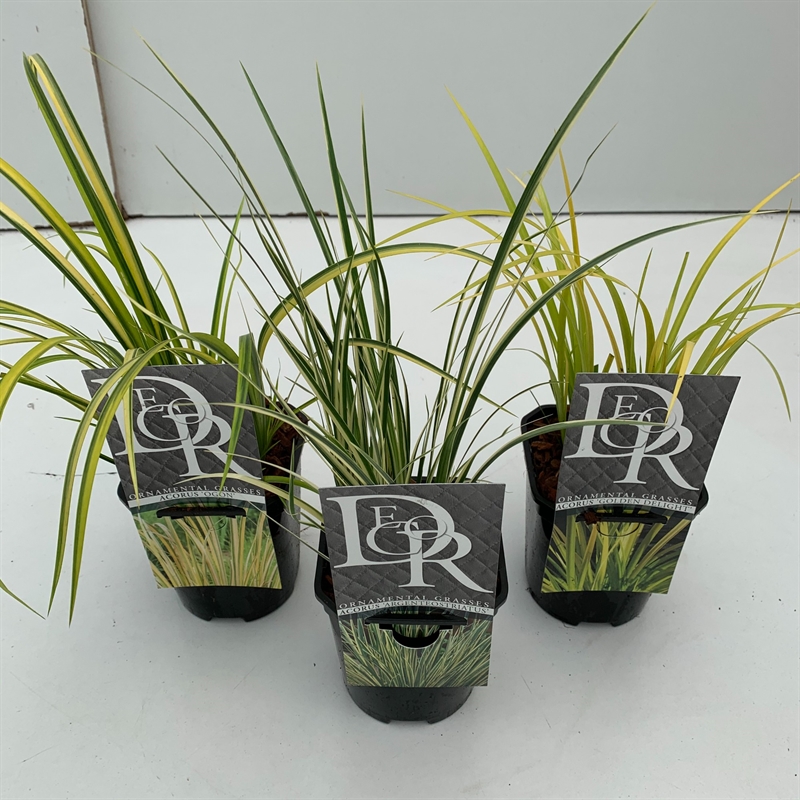 Аир злаковый (акорус злаковидный) микс 13/25 (Nieuwkoop Europe) 40708 - фото 101746