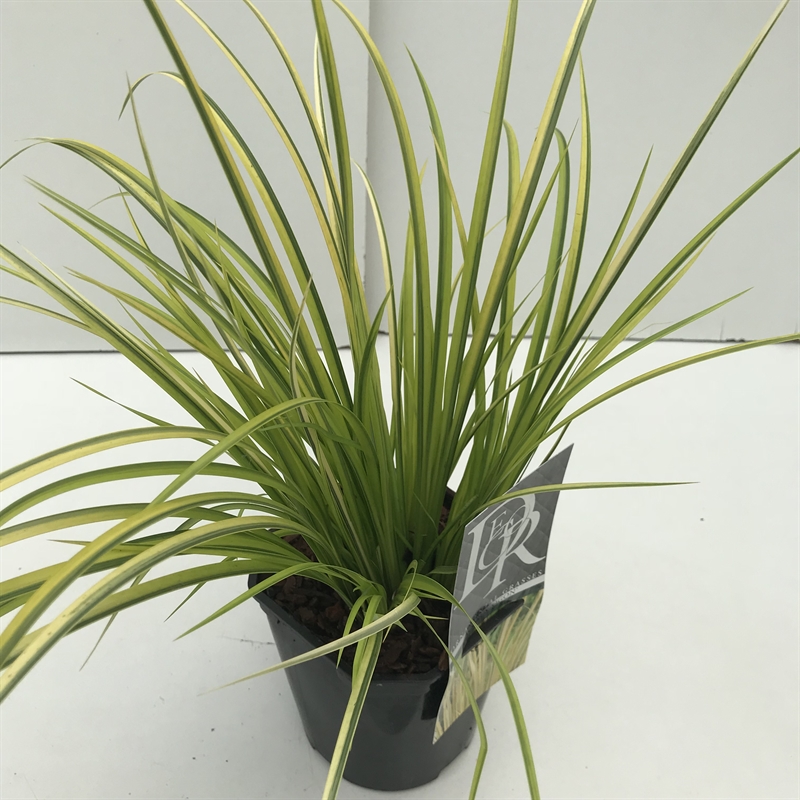 Аир злаковый (акорус злаковидный) "Ogon" (Nieuwkoop Europe) 40710 - фото 101748