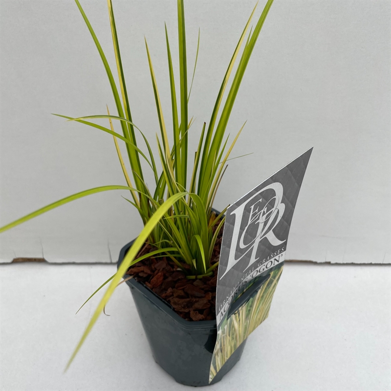 Аир злаковый (акорус злаковидный) "Ogon" 13/25 (Nieuwkoop Europe) 40711 - фото 101749