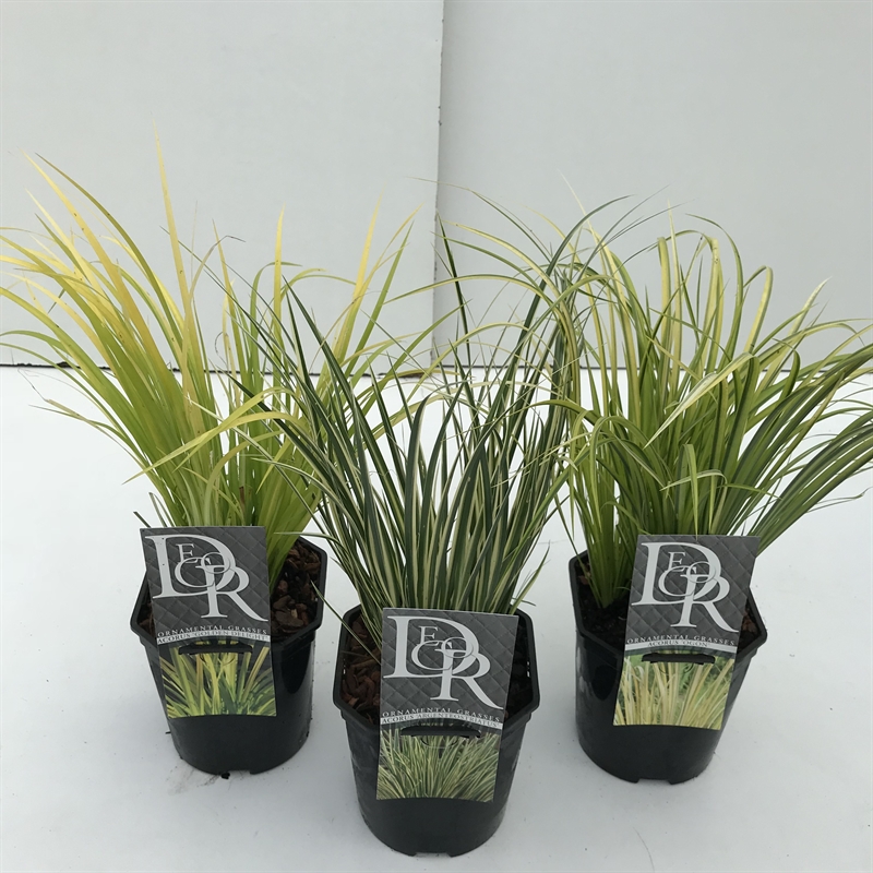 Аир злаковый (акорус злаковидный) "Ogon" 17/40 (Nieuwkoop Europe) 40712 - фото 101750