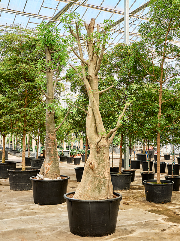 Баобаб африканский (адансония пальчатая) 110/500 (Nieuwkoop Europe) 40713 - фото 101751