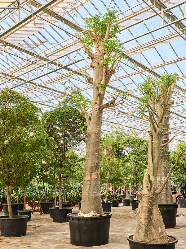 Баобаб африканский (адансония пальчатая) 155/725 (Nieuwkoop Europe) 40714 - фото 101752