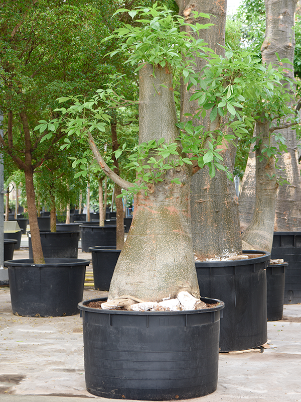 Баобаб африканский (адансония пальчатая) 120/350 (Nieuwkoop Europe) 40715 - фото 101753