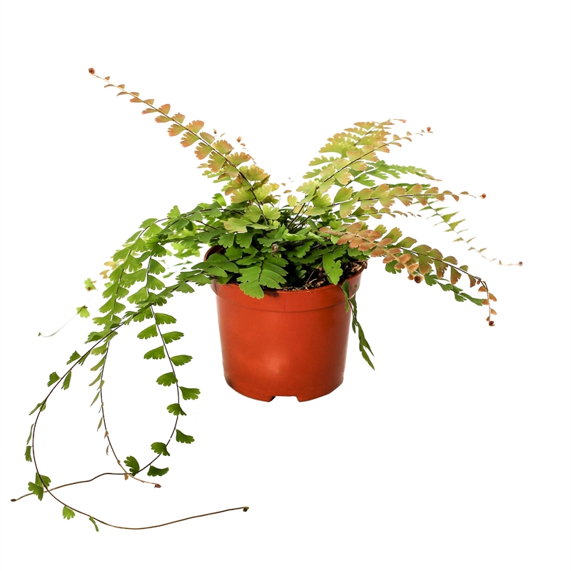 Адиантум хвостатый (адиантум каудатум) 8/20 (Nieuwkoop Europe) 40718 - фото 101756