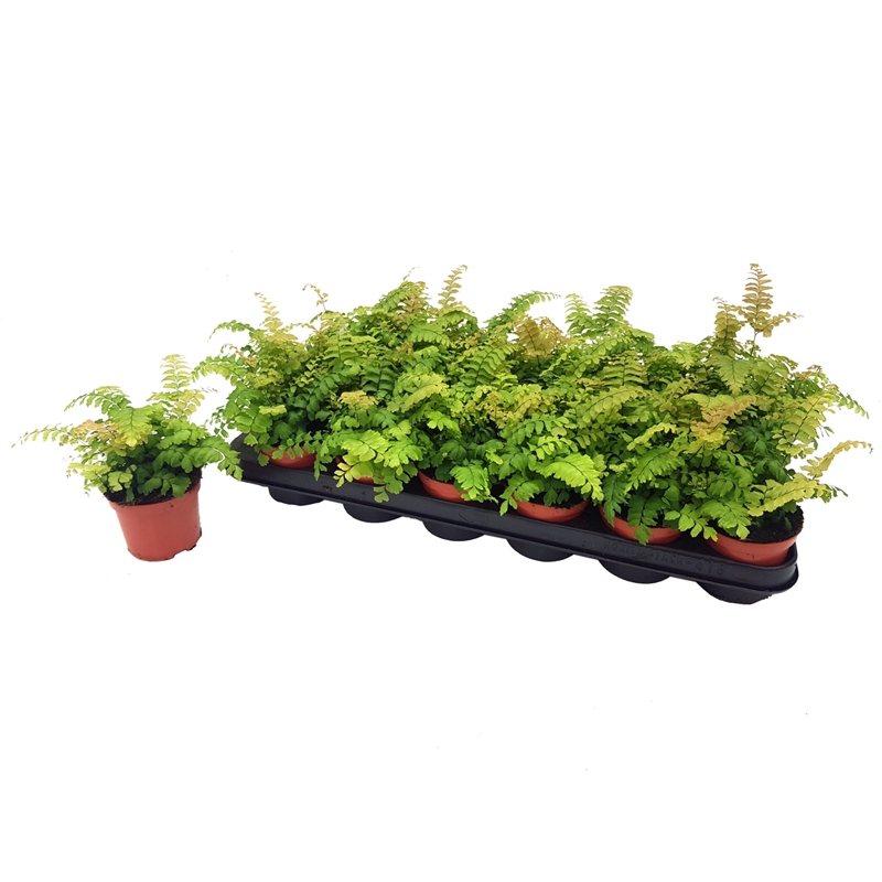 Адиантум мелкоопушенный (адиантум хиспидилум) "Bronze Venus" 8/20 (Nieuwkoop Europe) 40719 - фото 101757