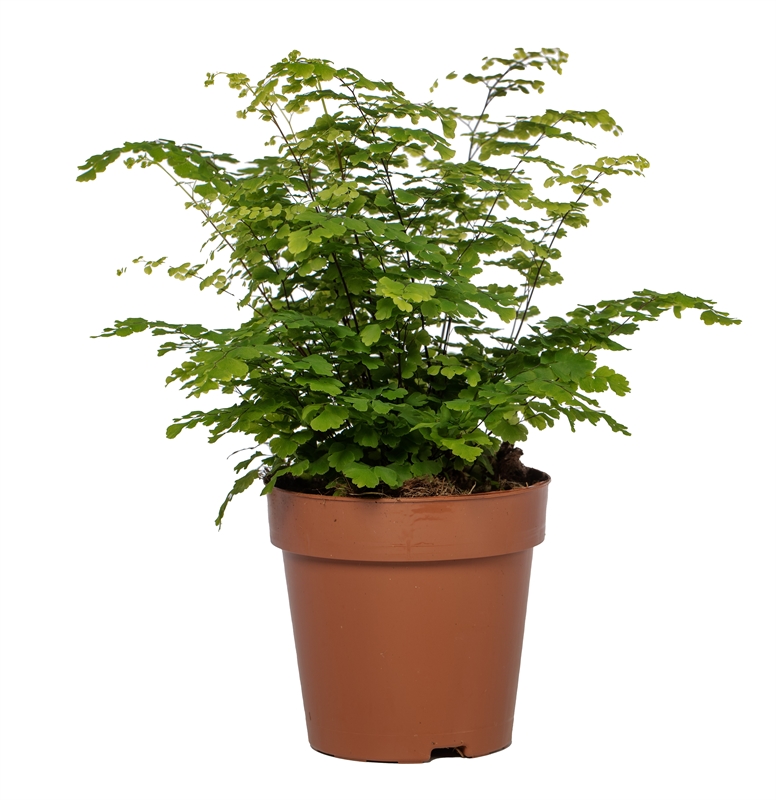 Адиантум Радди (адиантум раддианум) "Fritz-Luthi" 12/35 (Nieuwkoop Europe) 40726 - фото 101764