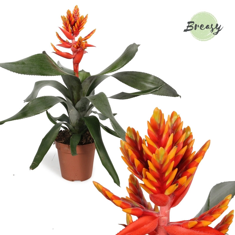 Эхмея "Pepita Elegant Flames" оранжевый 12/45 (Nieuwkoop Europe) 40729 - фото 101767