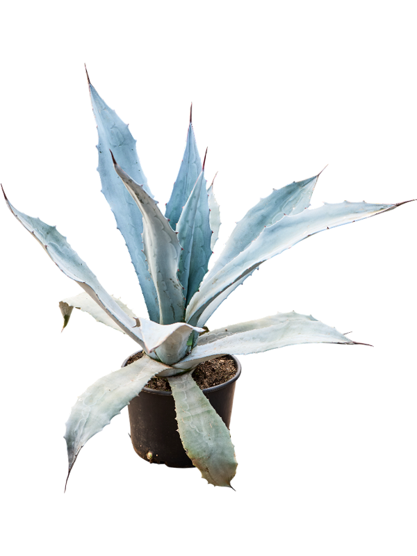 Агава американская (американа) "Franzosinii" 27/80 (Nieuwkoop Europe) 40731 - фото 101769