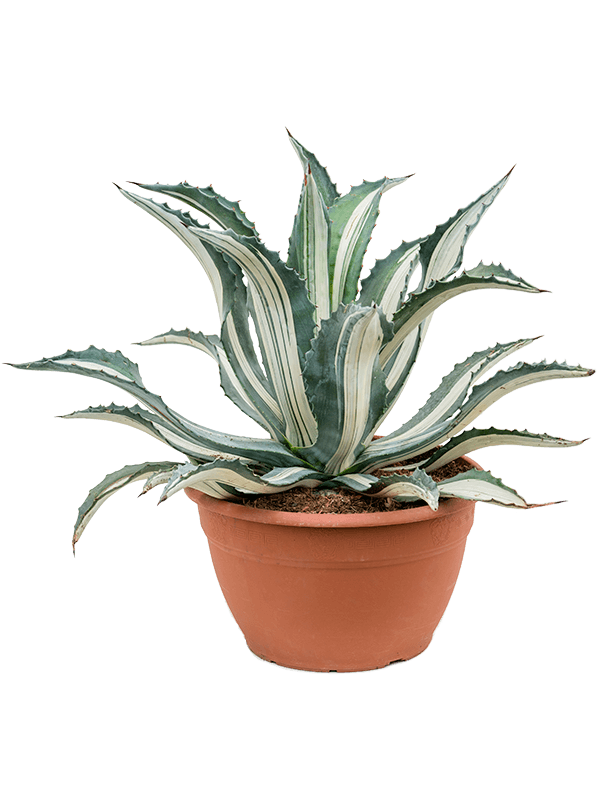 Агава американская (американа) "Mediopicta Alba" 30/55 (Nieuwkoop Europe) 40732 - фото 101770