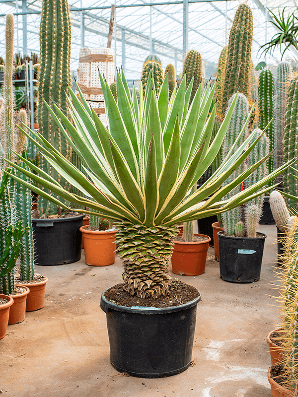 Агава узколистная (ангустифолия) 45/110 (Nieuwkoop Europe) 40733 - фото 101771