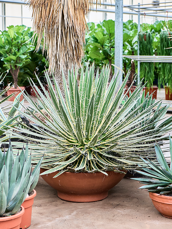 Агава сдвоенноцветковая (агава геминифлора) 60/100 (Nieuwkoop Europe) 40739 - фото 101777