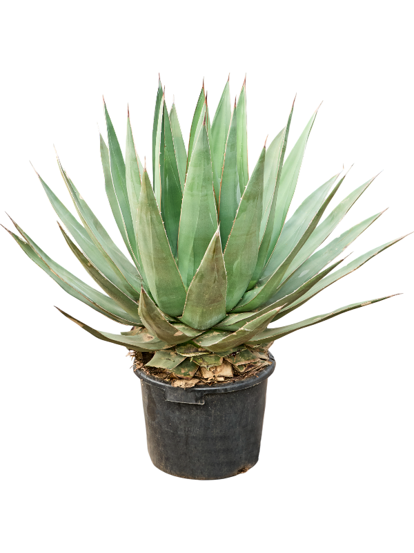 Агава треугольная (агава триангулярис) 35/110 (Nieuwkoop Europe) 40742 - фото 101780