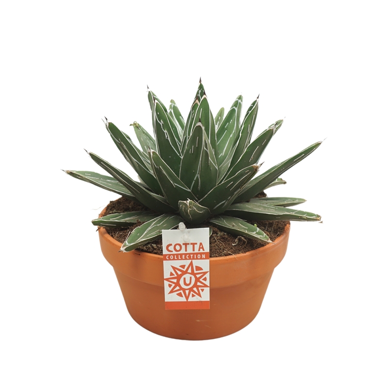 Агава королевы Виктории 20/35 (Nieuwkoop Europe) 40743 - фото 101781