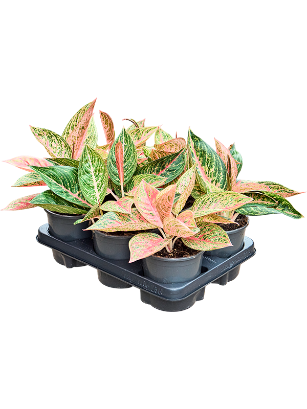 Аглаонема "Starshine" 13/30 (Nieuwkoop Europe) 40747 - фото 101785