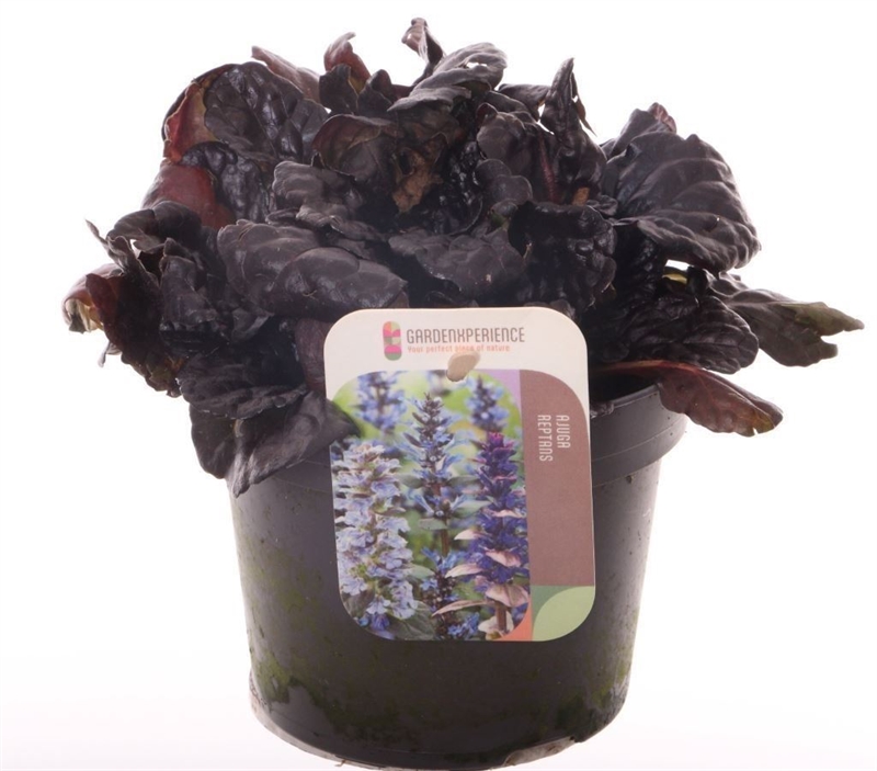 Живучка ползучая "Black Scallop" 13/15 (Nieuwkoop Europe) 40748 - фото 101786