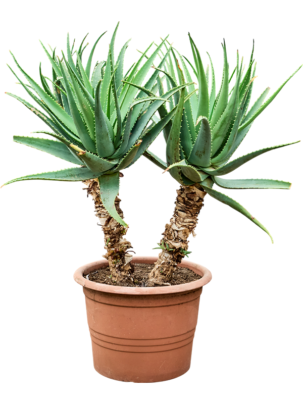 Алоэ древовидное (арборесценс) 48/125 (Nieuwkoop Europe) 40767 - фото 101805