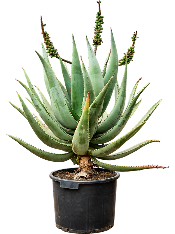 Алоэ цезия 40/120 (Nieuwkoop Europe) 40772 - фото 101810