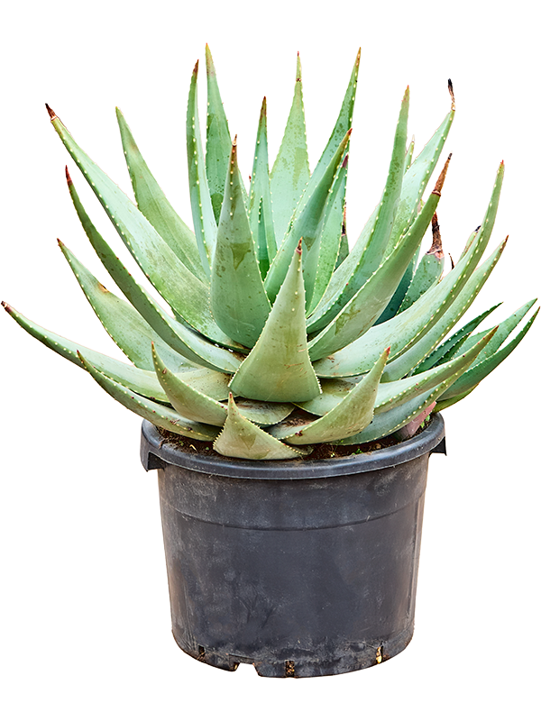 Алоэ "Comptonii" 35/70 (Nieuwkoop Europe) 40773 - фото 101811