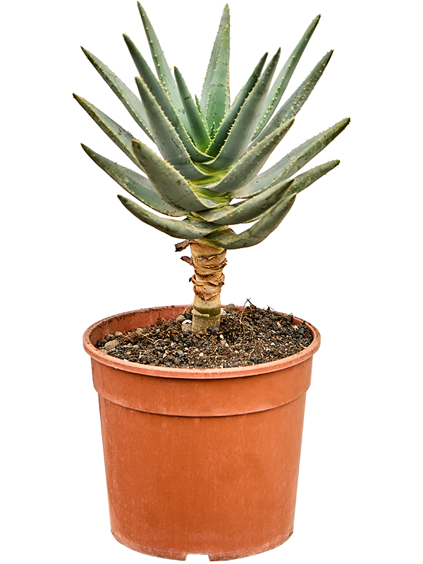 Алоэ дихотомическое (Колчанное дерево) 17/30 (Nieuwkoop Europe) 40774 - фото 101812