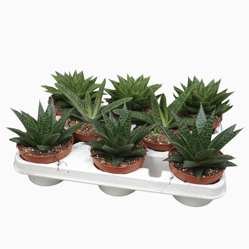 Алоэ/хавортия микс (Nieuwkoop Europe) 40778 - фото 101816